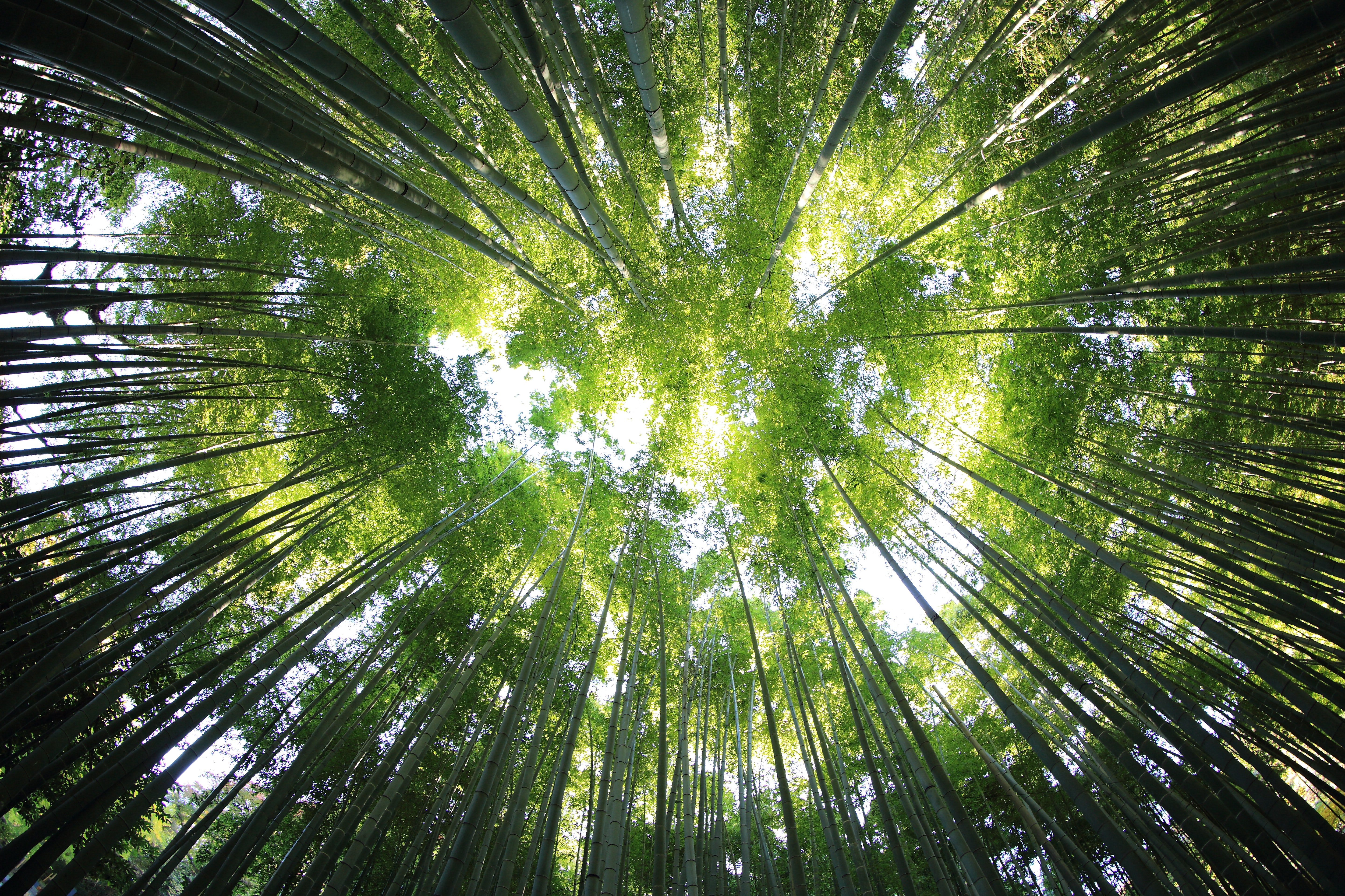 bamboo-leaf-canopy